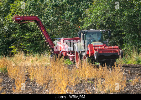 Kartoffelerntemaschinen in Burscough, Lancashire. Wetter in Großbritannien. Die Landwirte, die die Fendt 820-Traktoren und die zweireihige gezogene Grimme KSA 75-2 einsetzen, heben eine Kartoffelernte, während die warmen, trockenen und staubigen Sommerbedingungen anhalten. Die Vertreter der Landwirte warnen vor ernsten Bedenken, wenn die anhaltende Hitze- und Trockenzeit andauert. Kartoffeln sind die neueste Ernte, die aufgrund der Knappheit infolge eines ungewöhnlich kalten Winters, gefolgt vom glühenden Sommer, Preiserhöhungen ermöglicht. Herbizid, Carfentrazon-ethyl, wird kurz vor der Ernte auf eine Pflanze aufgetragen, um das Laub abzutöten. Stockfoto