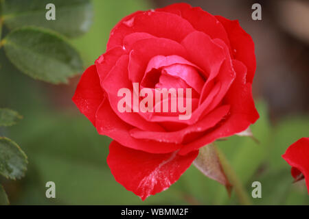 Nahaufnahme von roten floribunda Rose - Rosa 'Europeana' in der Blüte Stockfoto