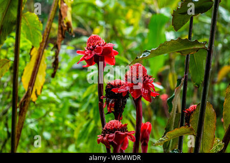 Emperor's Rod Wildflower, Taschenlampe Ingwer Costa Rica Stockfoto