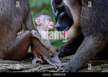 Die Besucher hatten die Gelegenheit, zu fotografieren, die jungen Drill (Mandrillus leucophaeus) im Zoo Dvur Kralove Dvur Kralove, in nad Labem, Tschechische Republik, 27. August 2019. Die jungen Bohrgerät war am 20. Juli, 2019 geboren. Der Zoo erworbenen sieben - die Zucht Gruppe dieser Primaten im Jahr 2015 von der Frankfurter Zoo. (CTK Photo/David Tanecek) Stockfoto