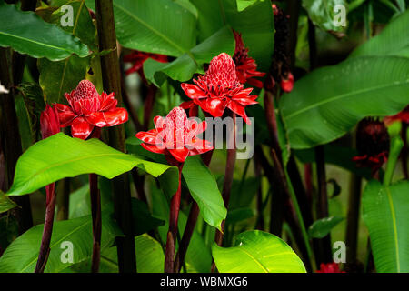 Emperor's Rod Wildflower, Taschenlampe Ingwer Costa Rica Stockfoto