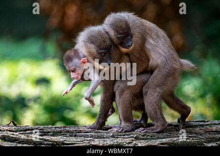 Die Besucher hatten die Gelegenheit, zu fotografieren, die jungen Drill (Mandrillus leucophaeus) im Zoo Dvur Kralove Dvur Kralove, in nad Labem, Tschechische Republik, 27. August 2019. Die jungen Bohrgerät war am 20. Juli, 2019 geboren. Der Zoo erworbenen sieben - die Zucht Gruppe dieser Primaten im Jahr 2015 von der Frankfurter Zoo. (CTK Photo/David Tanecek) Stockfoto