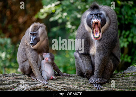 Die Besucher hatten die Gelegenheit, zu fotografieren, die jungen Drill (Mandrillus leucophaeus) im Zoo Dvur Kralove Dvur Kralove, in nad Labem, Tschechische Republik, 27. August 2019. Die jungen Bohrgerät war am 20. Juli, 2019 geboren. Der Zoo erworbenen sieben - die Zucht Gruppe dieser Primaten im Jahr 2015 von der Frankfurter Zoo. (CTK Photo/David Tanecek) Stockfoto