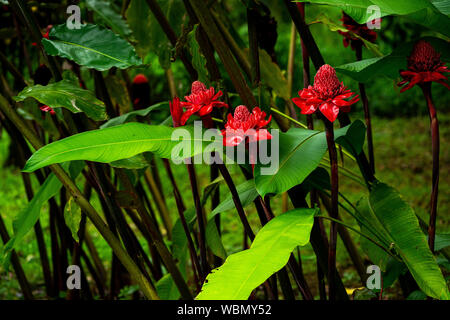 Emperor's Rod Wildflower, Taschenlampe Ingwer Costa Rica Stockfoto