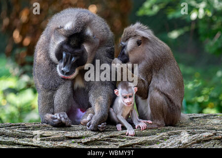 Dvur Kralove Zoo, Tschechische Republik. 27 Aug, 2019. Die Besucher hatten die Gelegenheit, zu fotografieren, die jungen Drill (Mandrillus leucophaeus) im Zoo Dvur Kralove Dvur Kralove, in nad Labem, Tschechische Republik, 27. August 2019. Die jungen Bohrgerät war am 20. Juli, 2019 geboren. Der Zoo erworbenen sieben - die Zucht Gruppe dieser Primaten im Jahr 2015 von der Frankfurter Zoo. Foto: CTK/Alamy leben Nachrichten Stockfoto