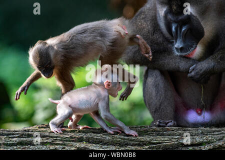 Dvur Kralove Zoo, Tschechische Republik. 27 Aug, 2019. Die Besucher hatten die Gelegenheit, zu fotografieren, die jungen Drill (Mandrillus leucophaeus) im Zoo Dvur Kralove Dvur Kralove, in nad Labem, Tschechische Republik, 27. August 2019. Die jungen Bohrgerät war am 20. Juli, 2019 geboren. Der Zoo erworbenen sieben - die Zucht Gruppe dieser Primaten im Jahr 2015 von der Frankfurter Zoo. Foto: CTK/Alamy leben Nachrichten Stockfoto