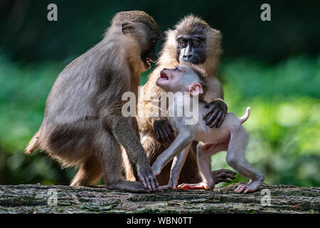 Dvur Kralove Zoo, Tschechische Republik. 27 Aug, 2019. Die Besucher hatten die Gelegenheit, zu fotografieren, die jungen Drill (Mandrillus leucophaeus) im Zoo Dvur Kralove Dvur Kralove, in nad Labem, Tschechische Republik, 27. August 2019. Die jungen Bohrgerät war am 20. Juli, 2019 geboren. Der Zoo erworbenen sieben - die Zucht Gruppe dieser Primaten im Jahr 2015 von der Frankfurter Zoo. Foto: CTK/Alamy leben Nachrichten Stockfoto