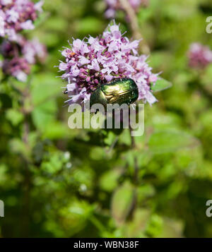 CETONIA AURATA bezeichnet die rose Käfer auf Blume Stockfoto