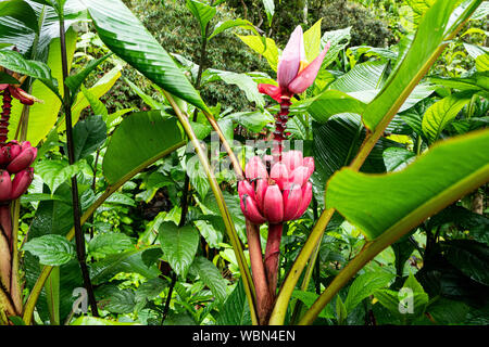 Wilde Pflanze, Rosa Bananen wilde Pflanze, wächst wild in einem Dschungel in Costa Rica Stockfoto