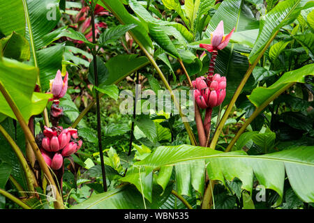 Wilde Pflanze, Rosa Bananen wilde Pflanze, wächst wild in einem Dschungel in Costa Rica Stockfoto