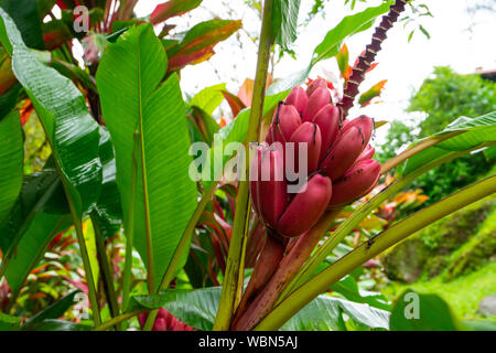 Wilde Pflanze, Rosa Bananen wilde Pflanze, wächst wild in einem Dschungel in Costa Rica Stockfoto
