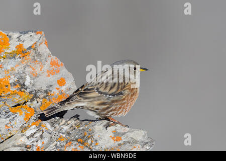 Seitenansicht isoliert alpine accentor (Prunella collaris) steht auf Rock Stockfoto