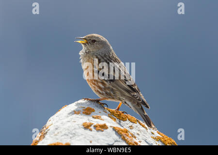 Eine isolierte alpine accentor (Prunella collaris) steht auf Rock Stockfoto