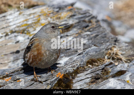 Porträt eines Alpine accentor (Prunella collaris) stehend auf Felsen Stockfoto