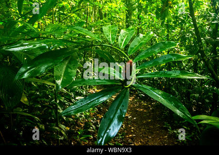 Tropische Vegetation in Monteverde Nebelwald Reservat in Costa Rica Stockfoto