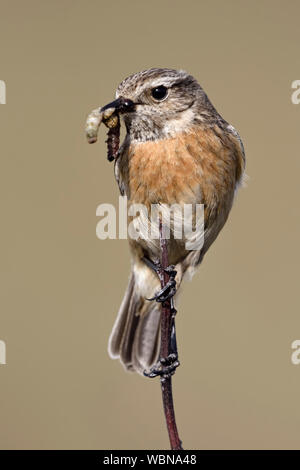 Europäische Schwarzkehlchen (Saxicola torquata), Weibliche, Songbird thront auf einem Zweig, mit Beute im Schnabel nachkommen, Wildlife, Europa zu füttern. Stockfoto