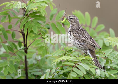 Wiesenpieper / Wiesenpieper (Anthus pratensis) in einem Busch gehockt, holding Beute in seinem Schnabel zu füttern Küken, Wildlife, Europa. Stockfoto