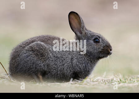 Schwarz Europäischen Kaninchen (Oryctolagus cuniculus), schwarze Form, Melanism, melanistic Färbung, Nahaufnahme, süß aussieht, Wildlife, Europa. Stockfoto