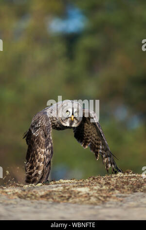 Bartkauz (Strix Nebulosa) in Jagd Flug, knapp über dem Boden, im Herbst, herbstliche Farben, in der borealen Zone Europa. Stockfoto