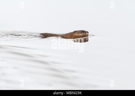 Bisamratte (Ondatra Zibethicus) im Winter, Schwimmen durch einen Körper von Wasser, Wildnis, Grand Teton National Park, Wyoming, USA. Stockfoto