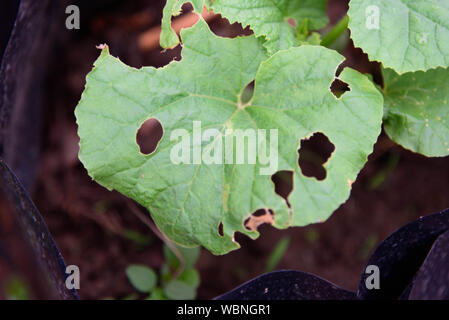 Pumpkin Cucurbit beentle Blatt Käfer auf grünes Blatt Stockfoto