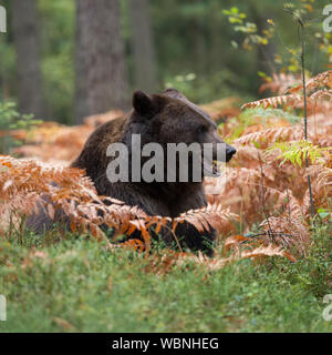 Europäische Braunbär (Ursus arctos), Liegen, Ruhen, versteckt über Tag zwischen Farn im Unterholz eines Waldes, schauen, herauf das Erhalten, Europa. Stockfoto