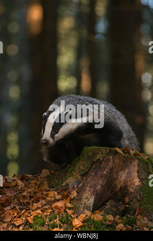 Europäischen Dachs (Meles meles), erwachsenen Tier in einem Wald, Klettern auf einen Baum Stub, beobachten von dort aus sieht lustig, Europa. Stockfoto