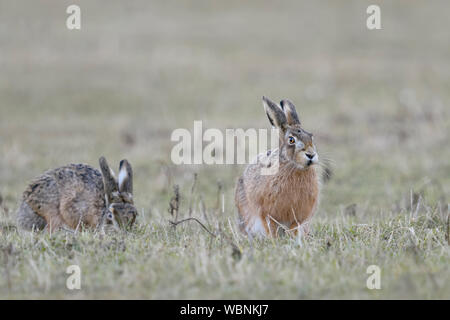 Braun Hasen/Europäischen Feldhasen (Lepus europaeus), zwei Sitzen auf Grünland, eine Fütterung ist, andere beobachten, lustige Blicke, Wildlife, Europa. Stockfoto