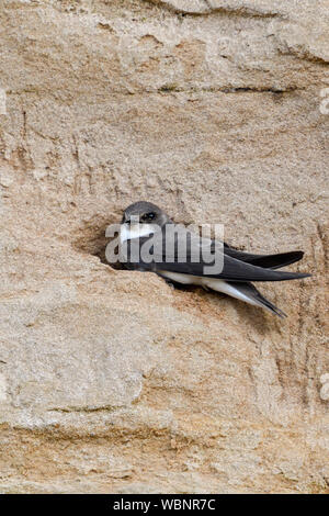 Sand Martin/Bank Schlucken (Riparia riparia) im Eingangsbereich von seinem Nest Loch in eine steile Ufer, Wildnis, Europa sitzen. Stockfoto