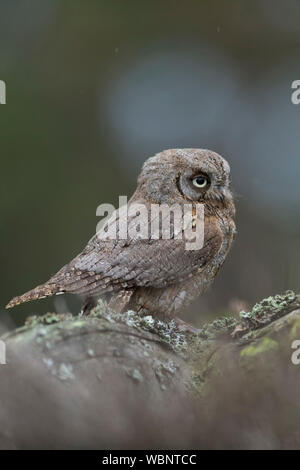 Eurasian Scops Owl (Otus scops), einer der kleinsten Eulen in Europa, thront auf einem gefallenen Baum, schauen für etwas Abstand, sieht süß aus. Stockfoto