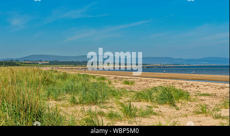 DORNOCH SUTHERLAND SCHOTTLAND MARRAM GRAS Ammophila UND MENSCHEN AUF DEM SAND DORNOCH STRAND AN EINEM TAG IM SOMMER Stockfoto