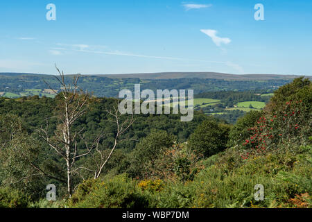 Das fingle Schlucht, Drewsteignton, Devon, England Stockfoto