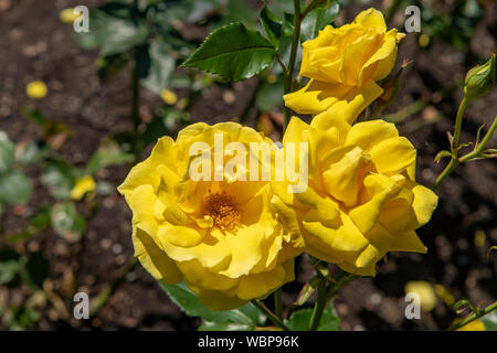 Rosa Korresia Stockfoto