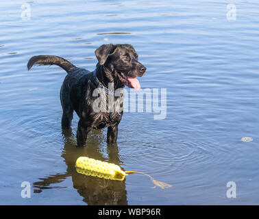 Ein schwarzer Labrador Retriever stehend im Wasser mit einem schwimmenden Hund Spielzeug zu seinen Füßen. Stockfoto
