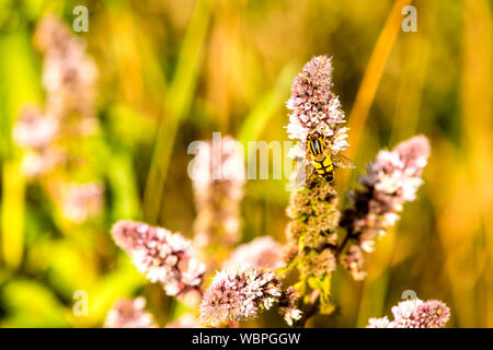 Helophilus trivittatus Fliegen auf eine Blume einer Pfefferminze Stockfoto