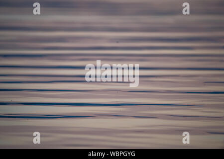 Reflexionen von Loch Lomond an einem Sommerabend. Kredit: Colin Fisher/Alamy Live News. Stockfoto