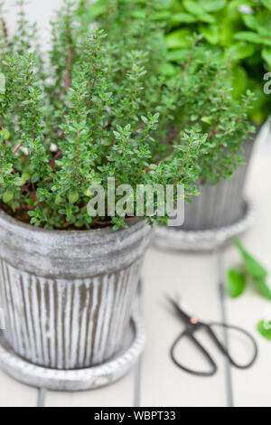 Zitronenmelisse (Melissa) und Thymian Kräuter im Blumentopf auf dem Balkon Stockfoto