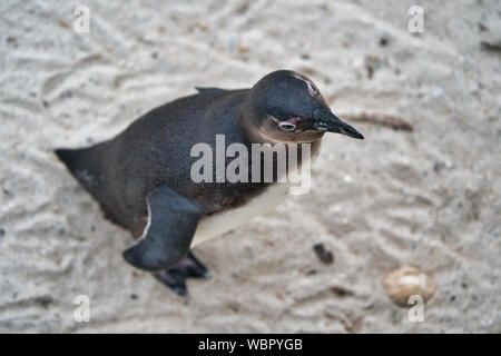 Junger afrikanischer Pinguin am Sandstrand in einer wilden Küstenkolonie in Südafrika Stockfoto