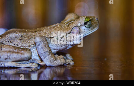 Hyla Laubfrosch in einer Hütte auf dem Tambopata Fluss, peruanischen Amazonas Stockfoto