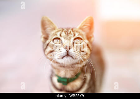 Portrait von cute adorable gerne Lustige kleine tabby Kitten zu Fuß draußen an der Straße der Stadt. Schöne junge Kätzchen spielen zu Hause Hinterhof Stockfoto