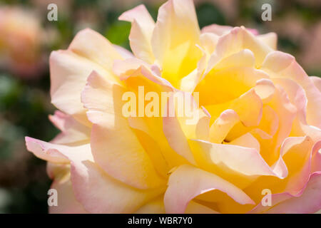 Rose Park Evanston Il Stockfoto