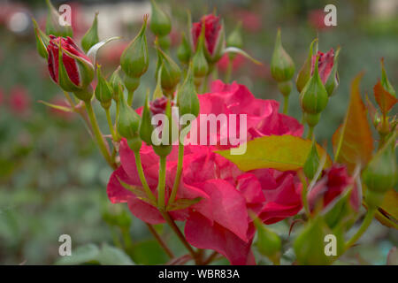 Rose Park Evanston Il Stockfoto