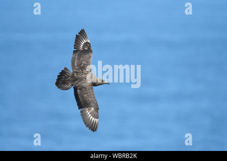 Great Skua (Eulen skua) im Flug über das Meer, Shetlandinseln, Schottland, Juli Stockfoto