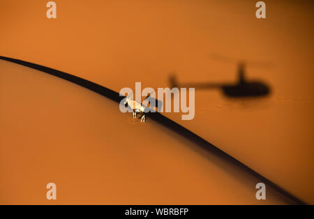 Einsame Oryx steht auf einer Sanddüne in Sossusvlei Wüste bei Sonnenuntergang mit dem Schatten eines Hubschraubers daneben angezeigt. Sossusvlei, Namibia. Stockfoto