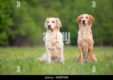 Zwei Golden Retriever Hunde brav sitzen Stockfoto
