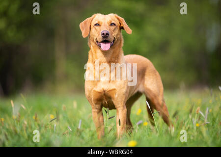Reine Rasse Labrador Retriever Hund aus der Linie Stockfoto