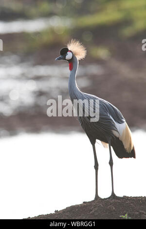 Grau gekrönt Kran (Balearica regulorum), zurück in der Nachmittagssonne leuchtet. Stockfoto