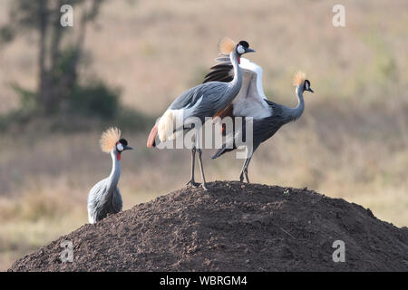 Grey gekrönte Kräne (Balearica Regulorum) Stockfoto