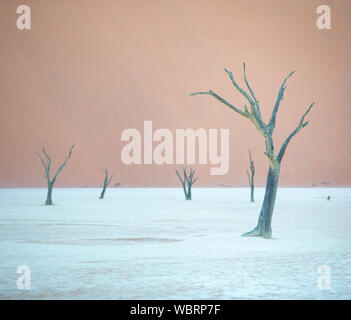 Tot Akazien Casting Shadows bei Sonnenaufgang in ariden Deadvlei pan. Sossusvlei, Namibia. Stockfoto