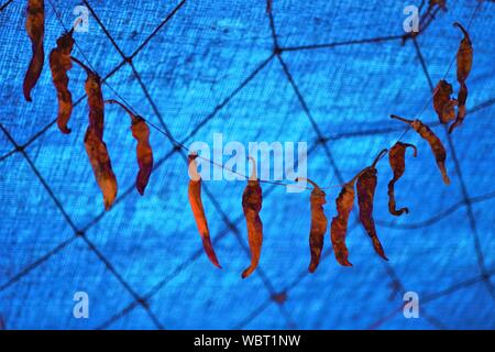Scharfe rote Chili peppers hängend an einem Seil, blau mesh Hintergrund. Stockfoto